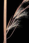 Wetand white bluestem